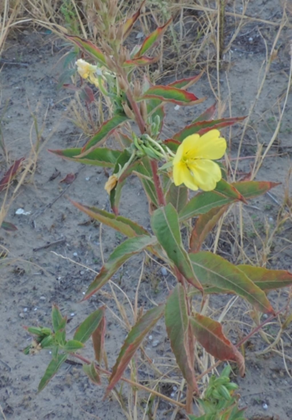 Piante dunali: Oenothera sp.